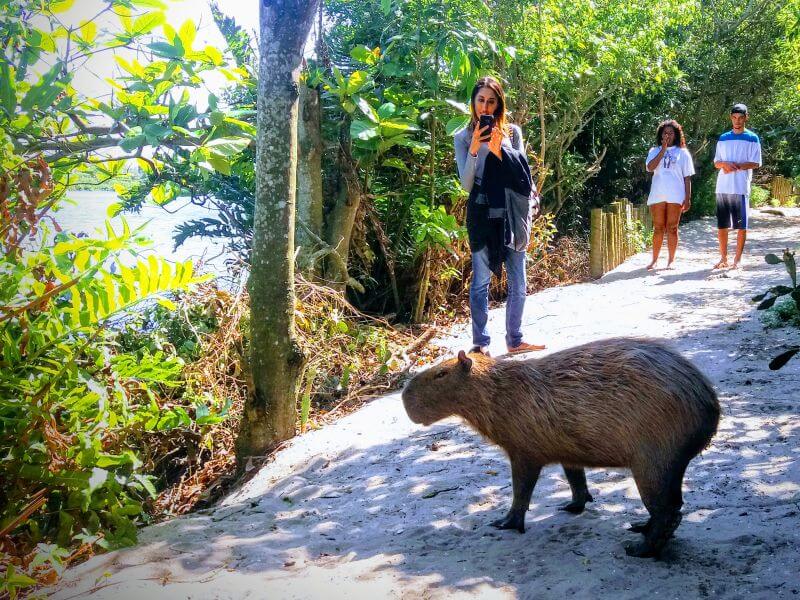 Wildlife Rio de Janeiro