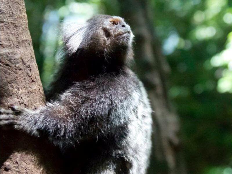 Monkey in a hiking trekking Rio by Adam Kertesz