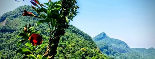 Tijuca Forest